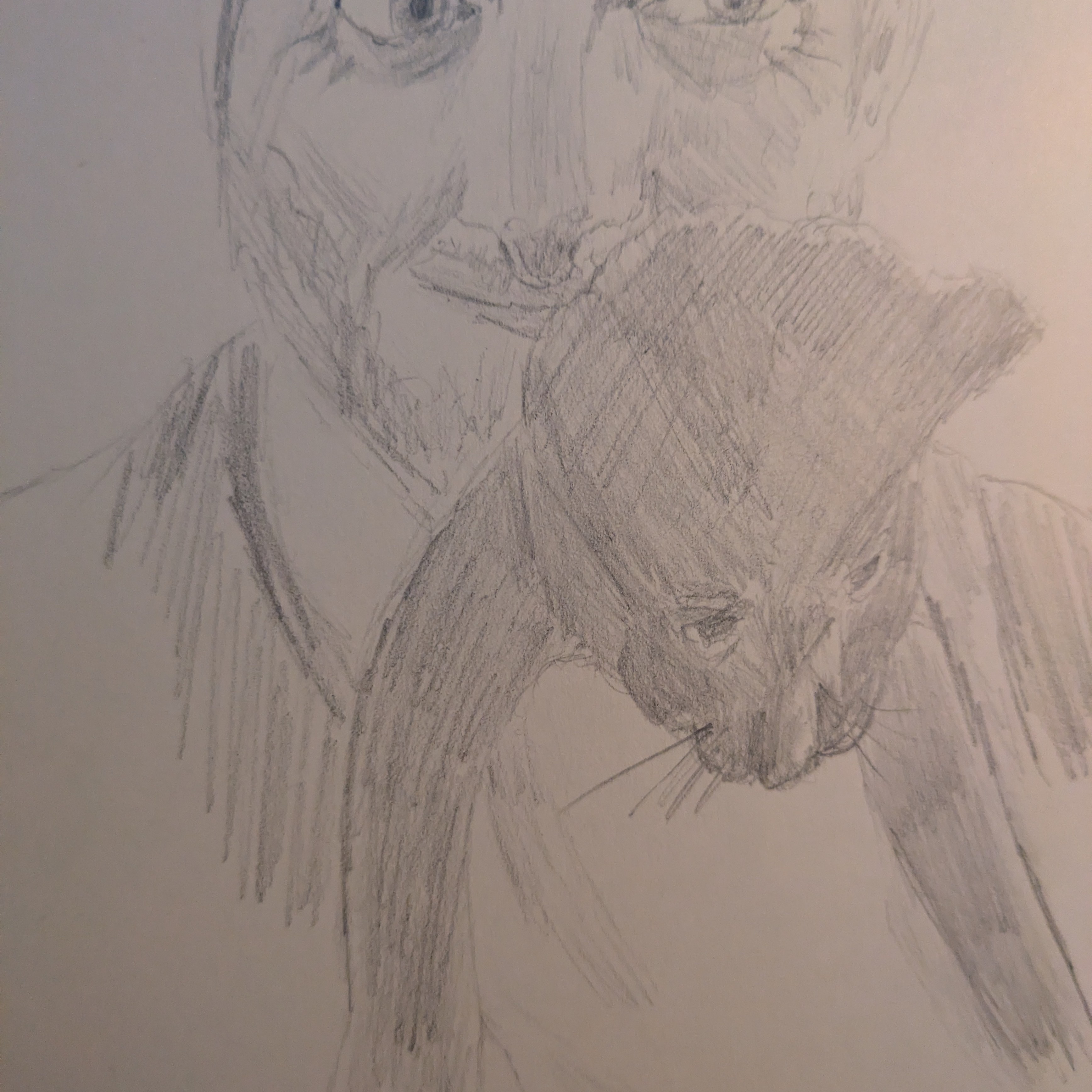 A sketch of the author holding a fed-up black kitten
