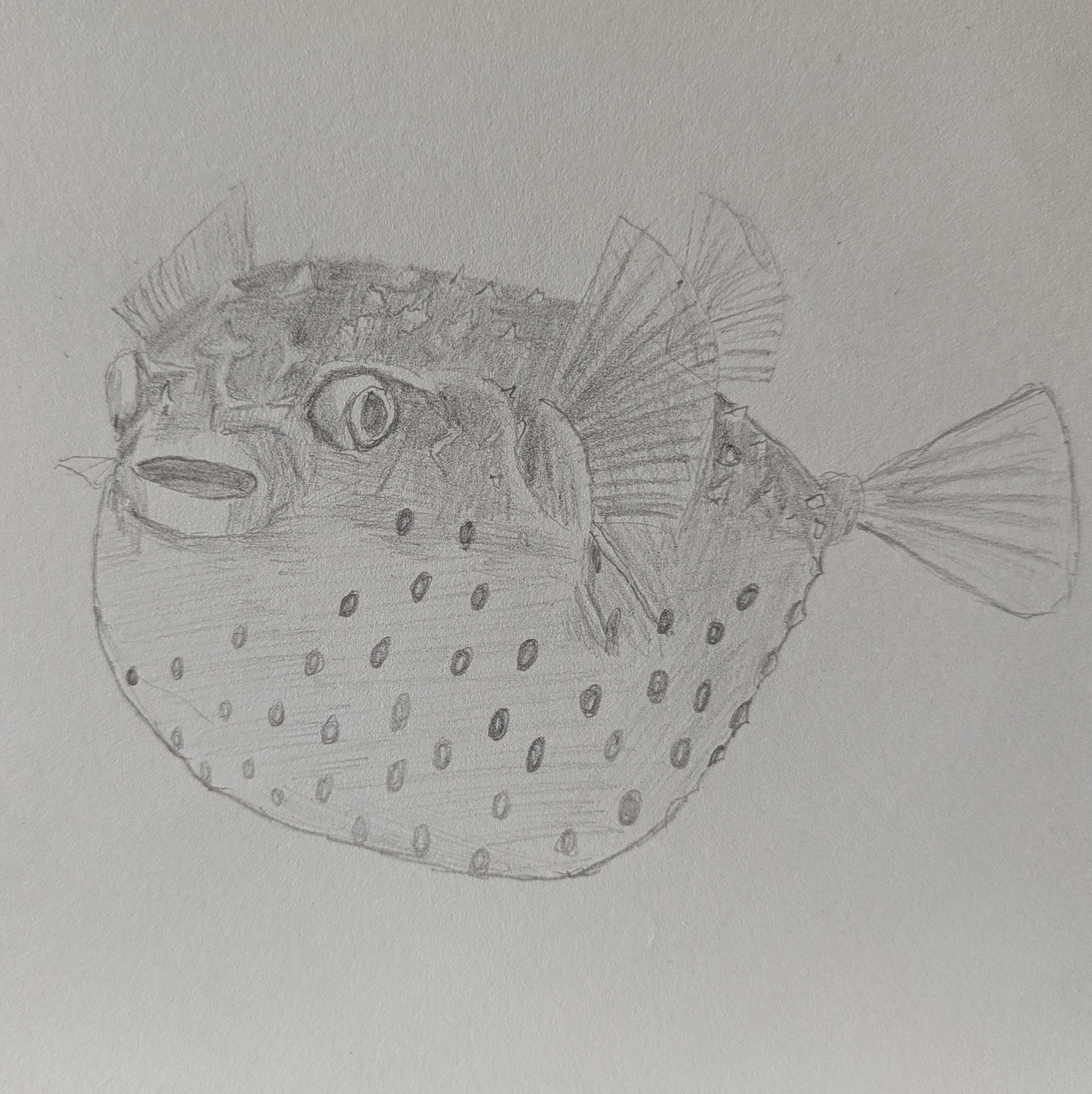 A sketch of a pufferfish