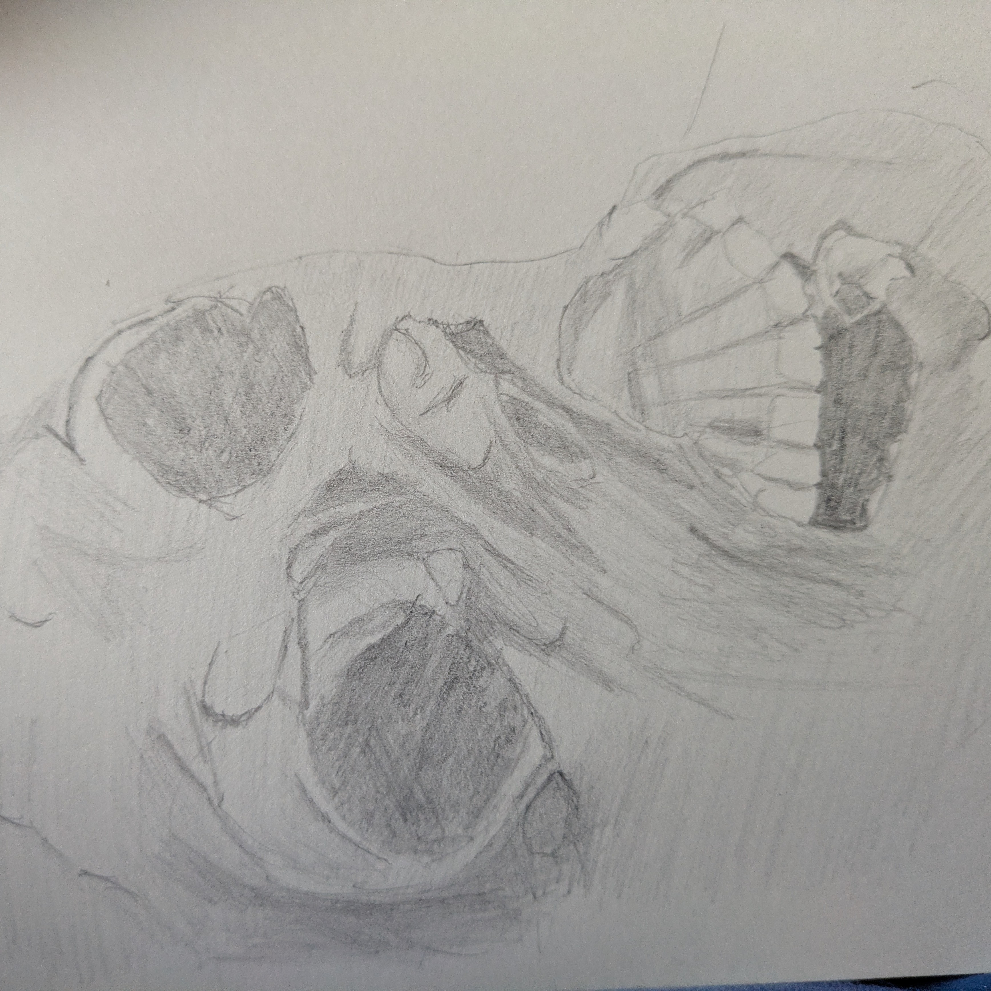 A sketch of a skull with some dried skin still on it