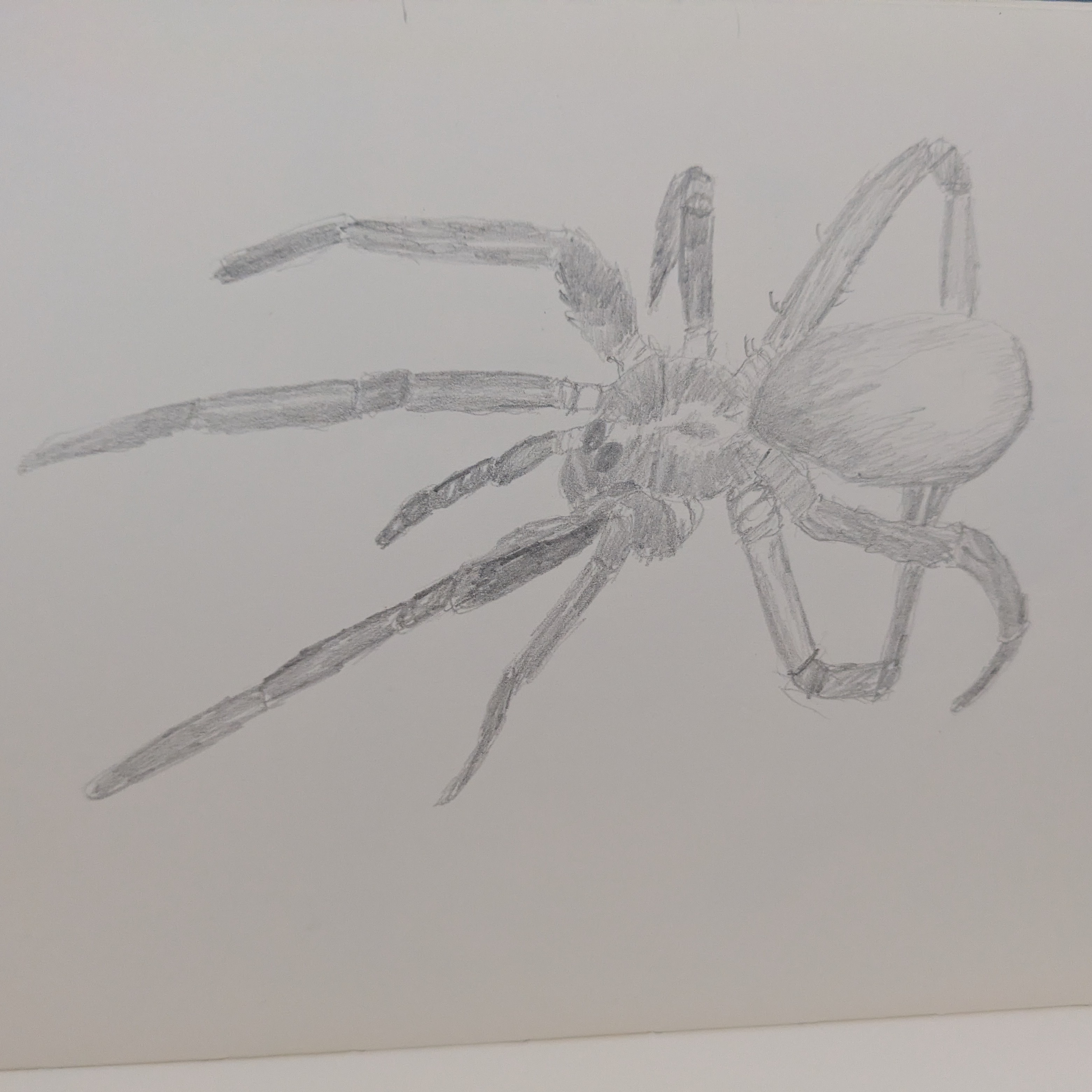 A sketch of a brown house spider